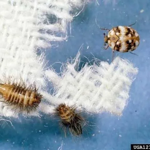 thumbnail for publication: Furniture Carpet Beetle, Anthrenus flavipes (LeConte) (Insecta: Coleoptera: Dermestidae)